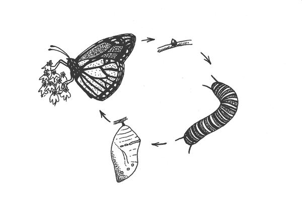 Figure 7. Metamorphosis stages of the Monarch.